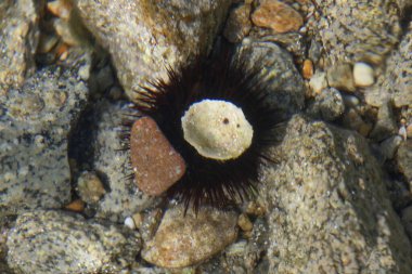 Karadeniz kestanesi (Arbacia lixula) sahilde suyun altında