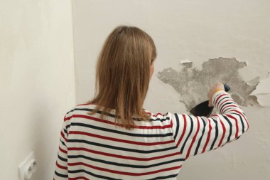 Duvardaki güherçile ya da küf sorunu. Kadın, sağlam bir yüzeye ulaşana kadar kötü durumdaki boya ve alçıyı kazıyıp çıkarmak için kazıyıcı kullanıyor..