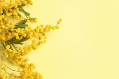 Sarı arkaplanda sarı yay mimoza çiçekleri ve kopya alanı var.