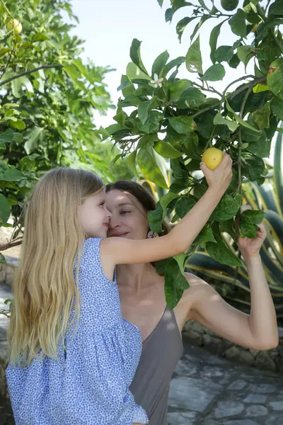Kollarında bir çocukla limon toplayan bir anne..