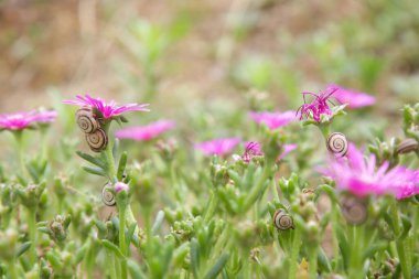 Bir sürü beyaz bahçe salyangozu bahçedeki pembe çiçeklere saldırıyor.