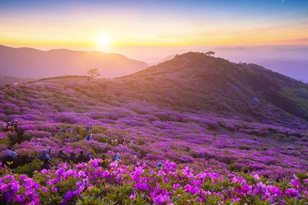 Ochtend Voorjaar Uitzicht Roze Azalea Bloemen Bij Hwangmaesan Mountain Met — Stockfoto