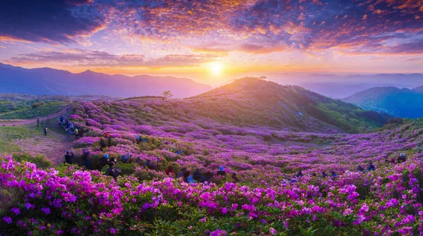 Ranní Jarní Pohled Růžové Květy Azalky Hwangmaesan Mountain Pozadím Slunečního — Stock fotografie