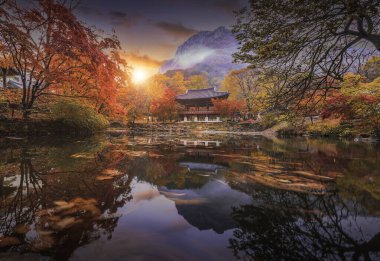 Naejangsan Ulusal Parkı, Kore 'de Sonbahar ve Güney Kore' de parktaki akçaağaç.