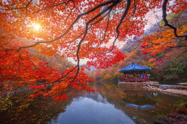 Naejangsan Ulusal Parkı, Kore 'de Sonbahar ve Güney Kore' de parktaki akçaağaç.