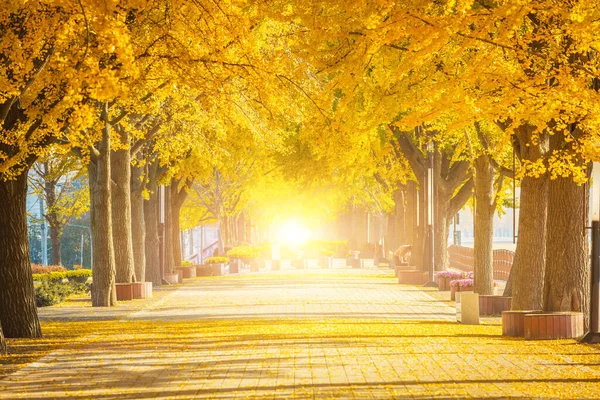 Herbst Ginkgo Bäume Tunnel Morgen Mit Gelben Blättern Neben Dem — Stockfoto