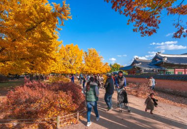 Seul, Güney Kore - 1 Ekim 2014: Gyeongbokgung Sarayı, Seul, Kore 'de açık bir günde sabah sarı yapraklı sonbahar ginkgo ağaçları