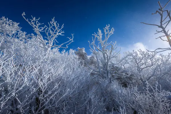 Oben Den Schneebedeckten Deogyusan Bergen Einem Klaren Tag Und Winter — Stockfoto