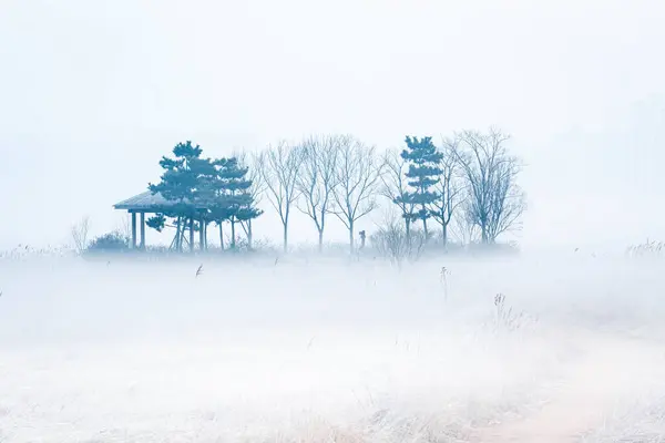 Poranna Mgła Parku Podmokłym Sorae Incheon Korea Południowa — Zdjęcie stockowe