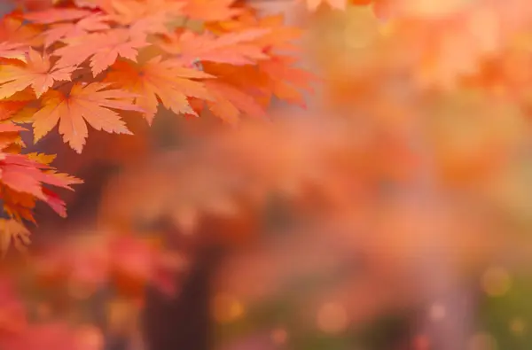 Maple Leaf Autumn Background Copy Space Text — Stock Photo, Image