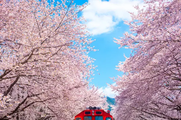 Cherry blossom with train in spring in Korea is the popular cherry blossom viewing spot, jinhae South Korea.
