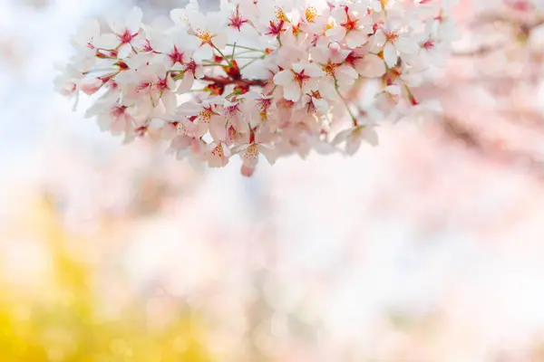 Körsbärsblomma Blomma Våren För Bakgrund Eller Kopiera Utrymme För Text — Stockfoto