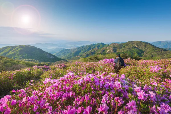 Ochtend Voorjaar Uitzicht Roze Azalea Bloemen Bij Hwangmaesan Mountain Met — Stockfoto