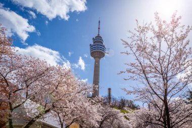 E-World 83 Kulesi 'nde ilkbaharda çiçek açan kiraz çiçekleri popüler bir turizm beldesi. Daegu, Güney Kore 'de.