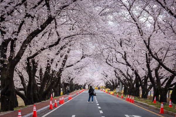 โมงค ดอกซาก ระท สวยงามและต นซาก ระท งสองด านของถนนในเทศกาลดอกซาก ระใน Gyeongju — ภาพถ่ายสต็อก