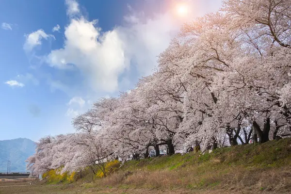 道端に沿った桜の美しい列と桜の花が満開で — ストック写真