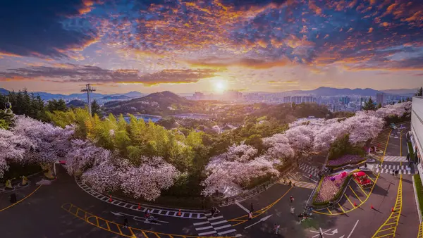 Panoramatické Květy Třešní Kvetou Jaře Věži World Oblíbené Turistické Destinace — Stock fotografie