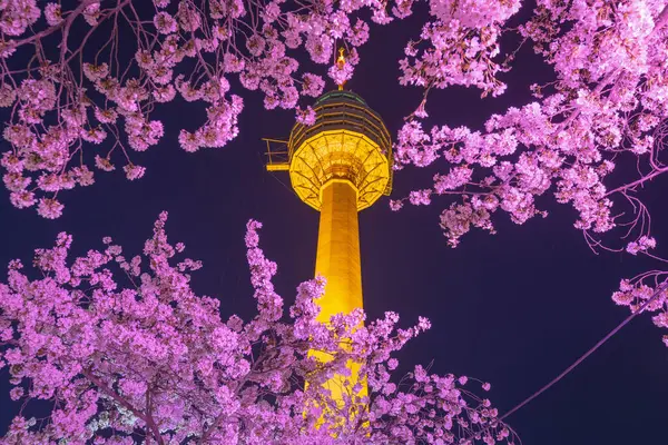 Noční Pohled Festival Cherry Blossom Daegu World Daegu Jižní Korea — Stock fotografie