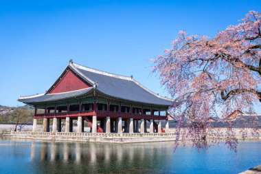 Gyeongbokgung Sarayı ile bahar zaman kiraz çiçeği ağacında Kore seoul city, Güney Kore.