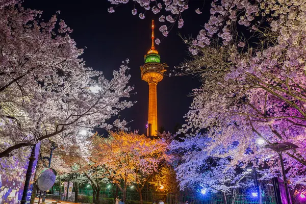 Nattutsikt Cherry Blossom Festival Daegu World Daegu Sør Korea – stockfoto