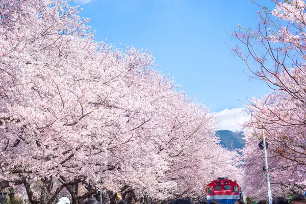 韓国春の桜と電車は人気の桜見学スポット ジンハエ韓国 — ストック写真