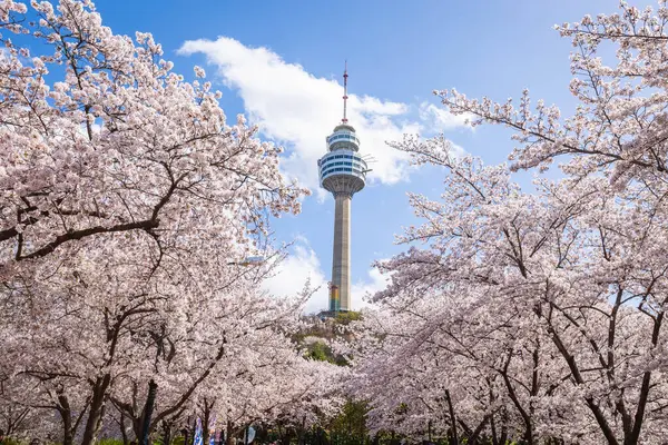 Cherry Blomstrer Blomstrende Våren World Tower Populært Turistmål Søk Etter – stockfoto