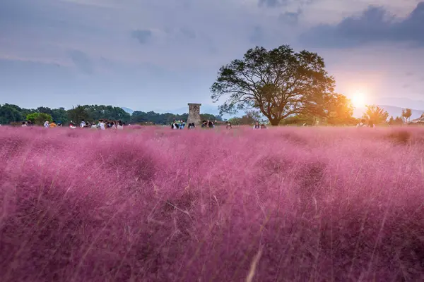Pink Muhly Grass Sunset Cheomseongdae Gyeongju Gyeongsangbuk South Korea — Stock Photo, Image