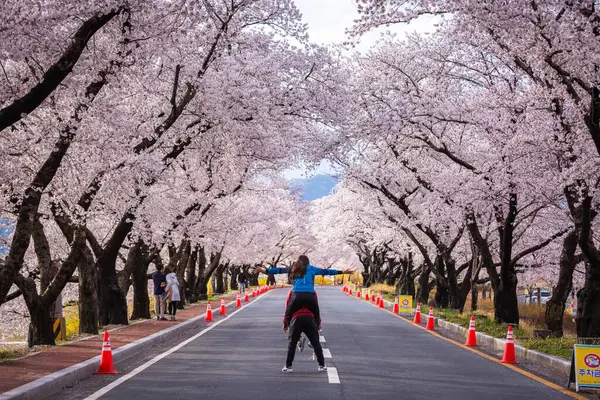 Krásný Třešňový Květ Tunel Třešně Obou Stranách Silnice Festivalu Cherry — Stock fotografie
