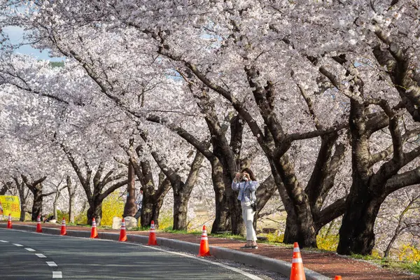 Krásné Řady Třešňových Stromů Podél Silnice Třešňové Květy Plném Květu — Stock fotografie