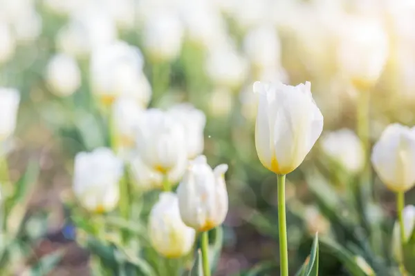 春天的白色郁金香在阳光下 美丽和五颜六色的郁金香在太阳光 — 图库照片