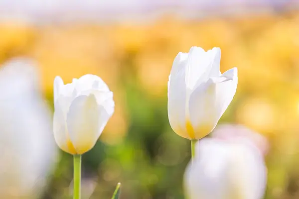 Белый Тюльпан Весне Лучами Солнца Тюльпан Лучам Солнца — стоковое фото