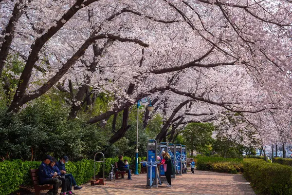 Körsbärsblomma Våren Jinhae Sydkorea — Stockfoto
