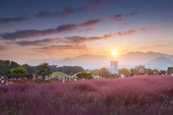 Pink Muhly Grass Sunset Cheomseongdae Gyeongju Gyeongsangbuk South Korea — Stock Photo, Image