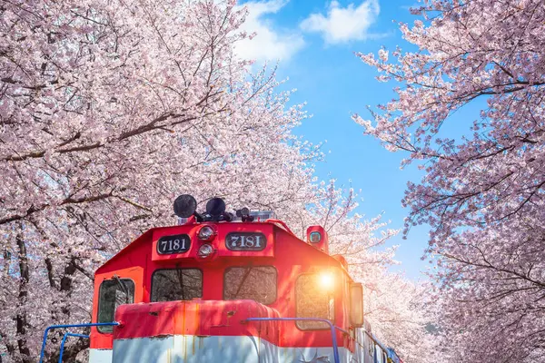 韓国春の桜と電車は人気の桜見学スポット ジンハエ韓国 — ストック写真