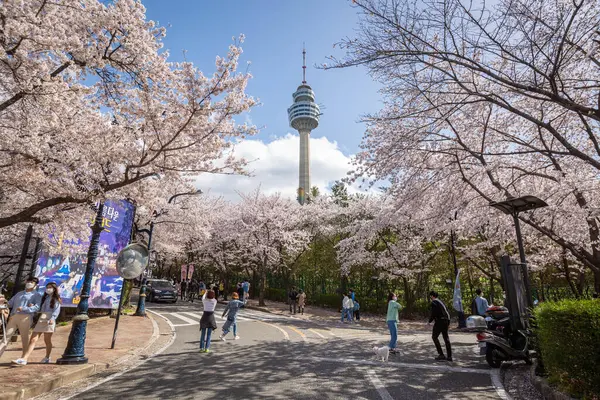 Cherry Blomstrer Blomstrende Våren World Tower Populært Turistmål Søk Etter – stockfoto