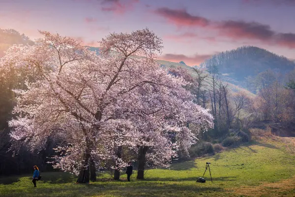 ソンビ湖周辺で咲く桜の木 — ストック写真
