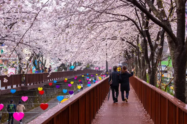 Turisté Třešňové Květy Jaře Deštivém Dni Jinhae Gunhangje Festival Jinhae — Stock fotografie