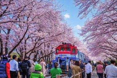 Kore 'de ilkbaharda kiraz çiçekleri ve tren popüler kiraz çiçekleri izleme mekanıdır, jinhae Güney Kore.