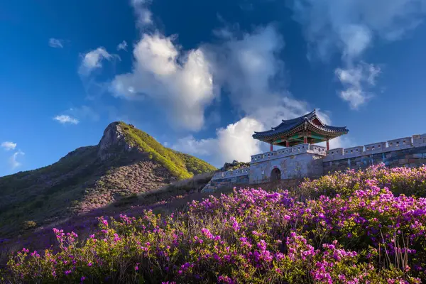 Jarní Pohled Růžové Květy Azalky Hwangmaesan Mountain Pozadím Horského Pohoří — Stock fotografie