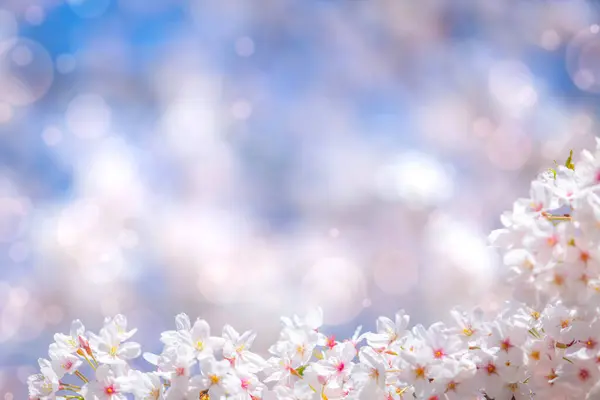 Sakura Květiny Třešeň Květ Růžové Barvy Slunném Pozadí Krásná Příroda — Stock fotografie