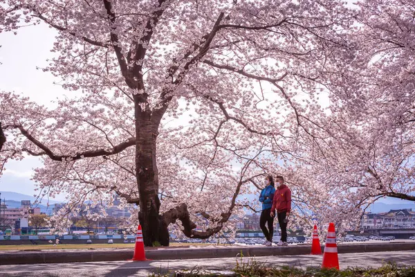 Krásný Třešňový Květ Tunel Třešně Obou Stranách Silnice Festivalu Cherry — Stock fotografie