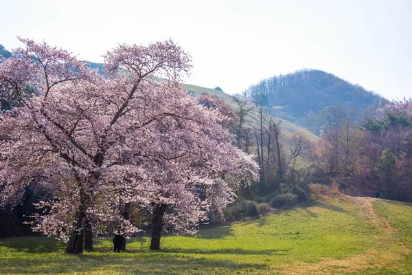 ソンビ湖周辺で咲く桜の木 — ストック写真
