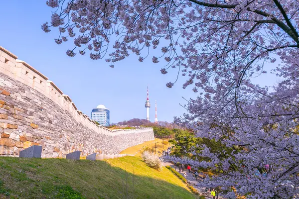 Třešeň Jaře Namsan Mountain Namsan Tower Pozadí Soul Jižní Korea — Stock fotografie