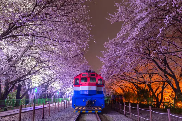 Цветущая Вишня Поезд Весной Ночное Время Популярное Место Цветения Вишни Стоковое Изображение