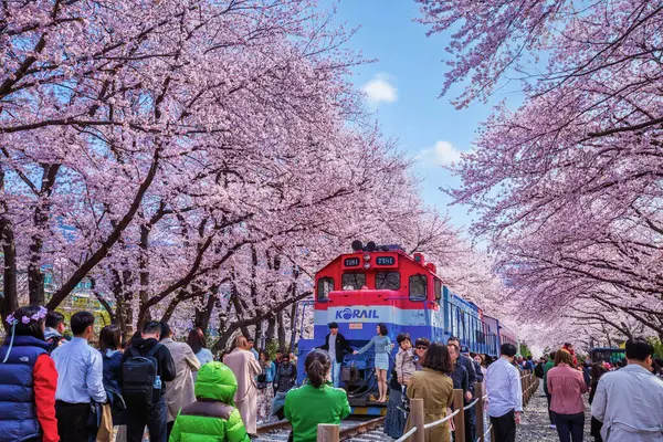 Цветение Сакуры Поезд Весной Корее Является Популярным Вишни Цветения Смотровое Лицензионные Стоковые Фото