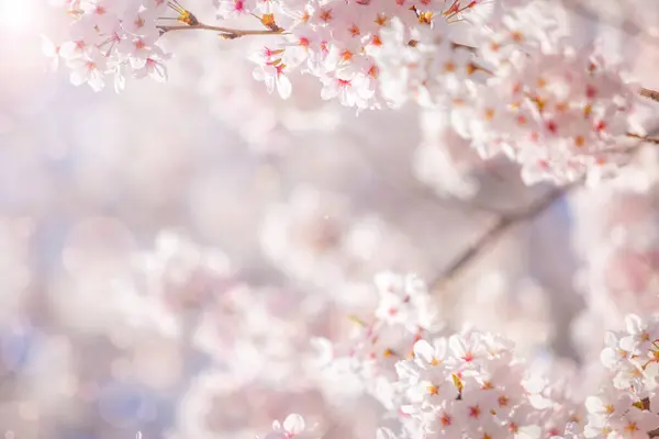 Цветы Сакуры Цветок Вишни Розового Цвета Солнечном Фоне Природный Весенний Стоковое Изображение