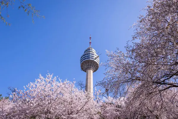 Kersenbloesems Bloeien Het Voorjaar World Tower Een Populaire Toeristische Bestemming Stockfoto