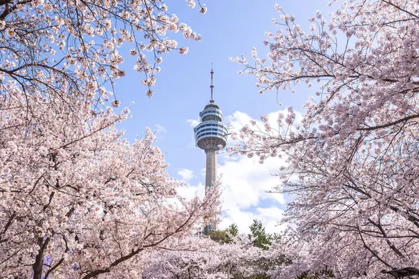 Kersenbloesems Bloeien Het Voorjaar World Tower Een Populaire Toeristische Bestemming Stockfoto