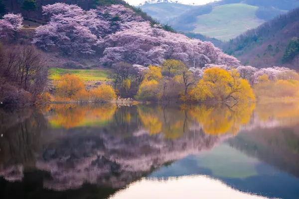 Корея Весной Вишневые Деревья Вокруг Озера Йонгби Сеосане Южная Корея Стоковая Картинка