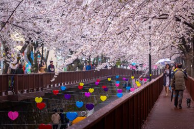 Baharda kiraz çiçeği ve yağmurlu bir günde Güney Kore 'de Jinhae Gunhangje Festivali' nde turistler..